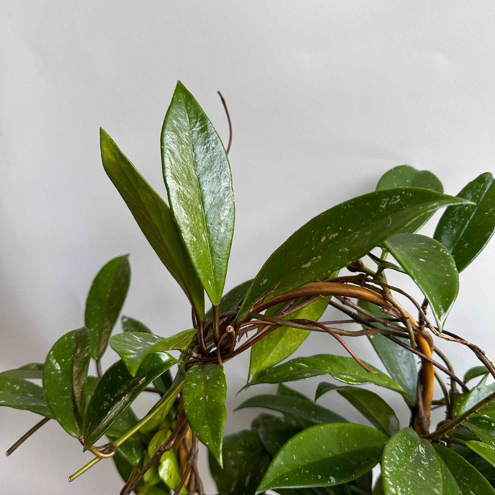 Hoya Publicalyx Splash variegated trailing houseplant RUNOPLANTS on Tampa Home & Garden Store