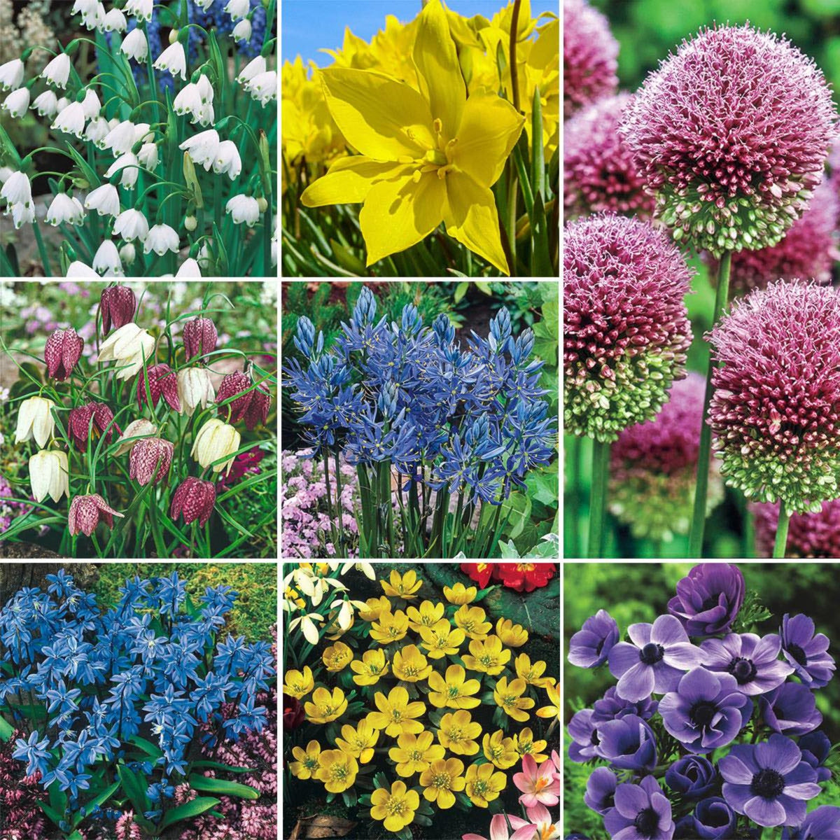 Bee and Butterfly Garden Collection plant collage with snowdrops, daffodils, pink alliums on Tampa Home & Garden Store