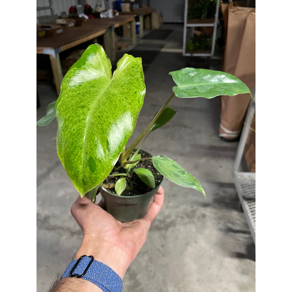 Philodendron Paraiso Verde indoor plant with variegated lime-green leaves in a pot on Tampa Home & Garden Store