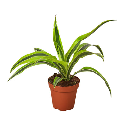 Dracaena Deremensis Lemon Lime indoor plant with lime and green leaves in terracotta pot on Tampa Home & Garden Store