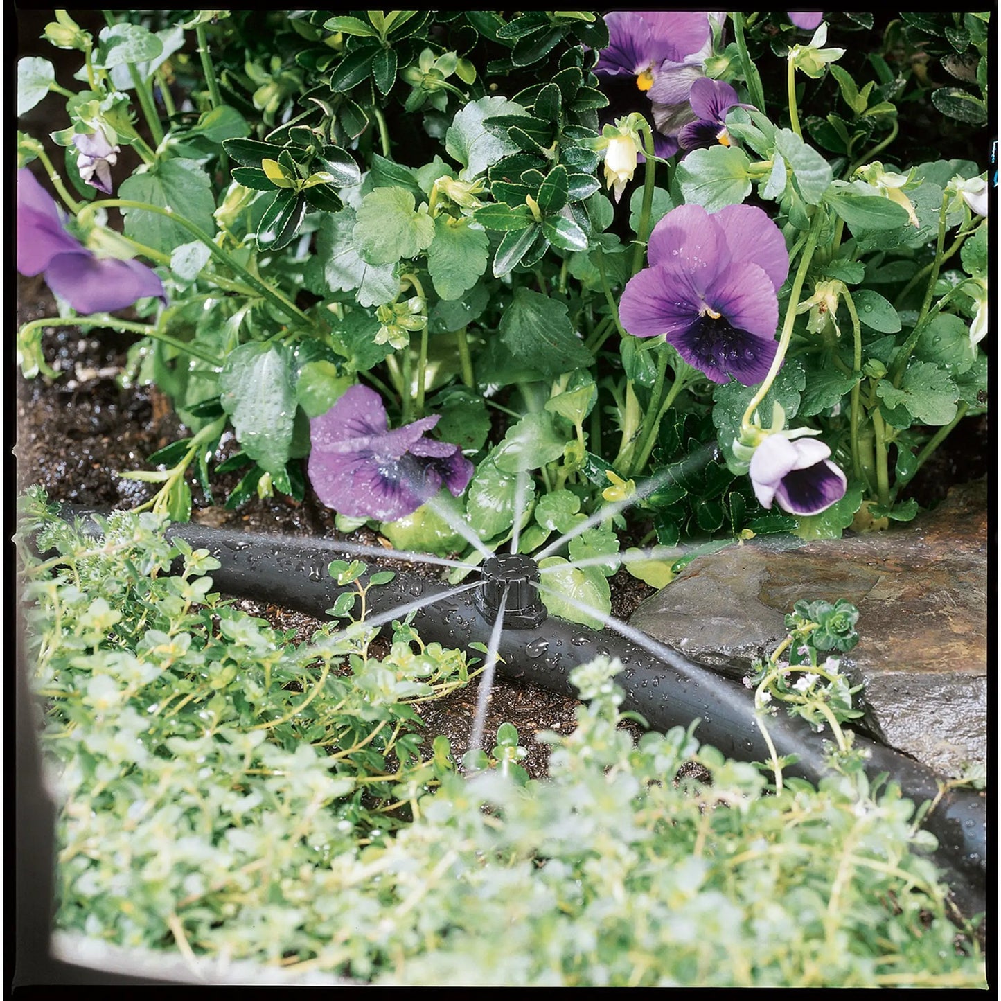 1/4-in Barb Multi-Stream Drip Irrigation Emitter with black tubing watering purple pansies on Tampa Home & Garden Store