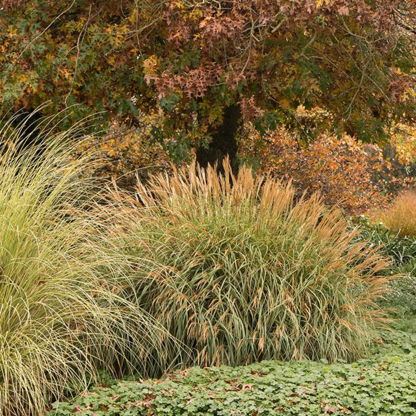 Adagio Maiden Grass plant, ornamental clumps with golden-tan blades in autumn garden scene by Live Good Logistics on Tampa Home & Garden Store