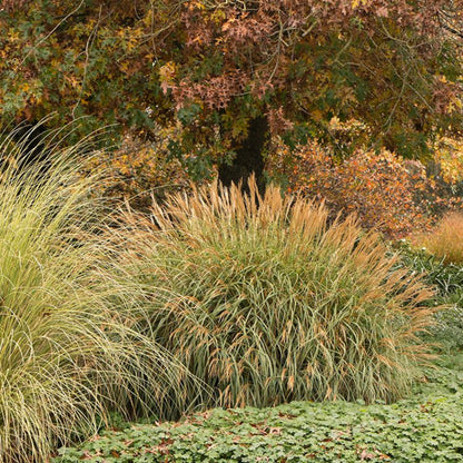 Adagio Maiden Grass plant, ornamental clumps with golden-tan blades in autumn garden scene by Live Good Logistics on Tampa Home & Garden Store