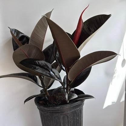 Ficus Elastica Burgundy Indoor Plant