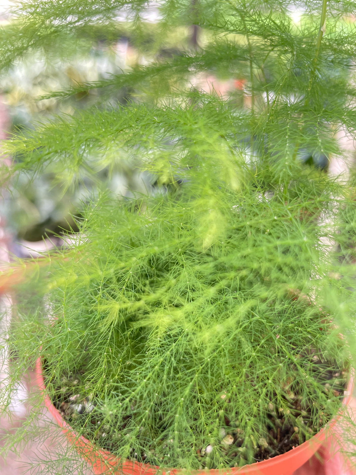 Asparagus fern indoor plant with bright green feathery foliage in a pot House Plant Shop on Tampa Home & Garden Store
