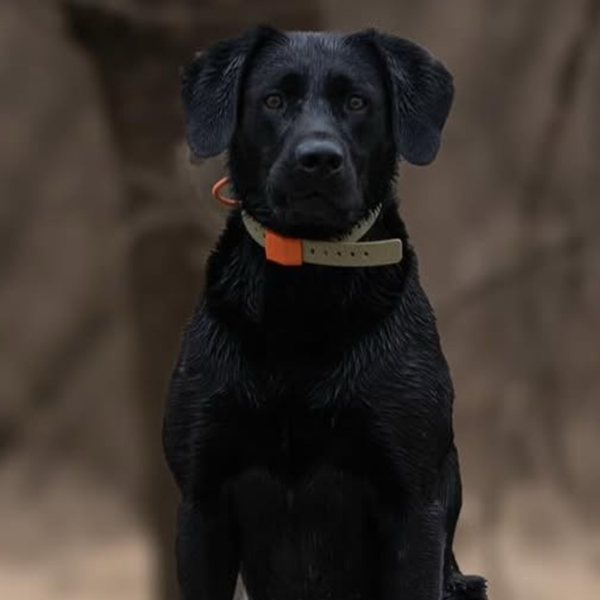 FIELD COLLAR by Hoss Straps beige hunting dog collar with orange keeper on Tampa Home & Garden Store