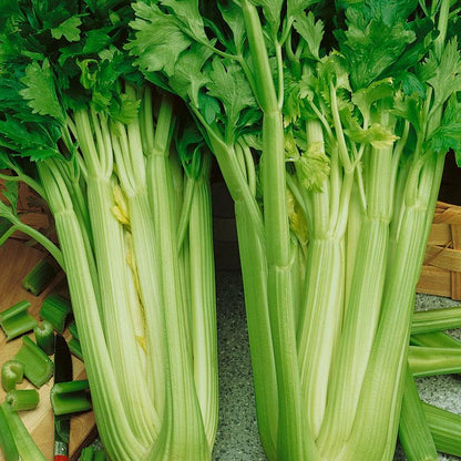 Tall Utah Celery stalks with leafy green tops and pale ribs Seedtime Store celery seeds on Tampa Home & Garden Store