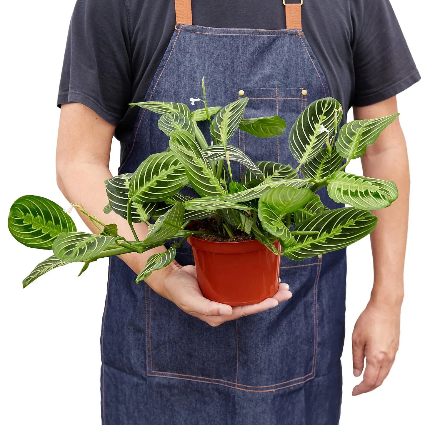 Maranta Lemon Lime plant with variegated green leaves in pot Rooted Treasures Farms on Tampa Home & Garden Store