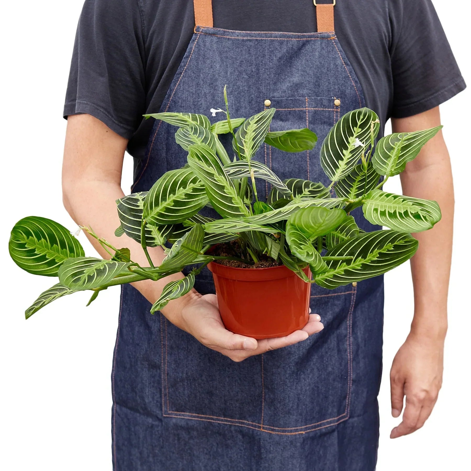 Maranta Lemon Lime plant with variegated green leaves in pot Rooted Treasures Farms on Tampa Home & Garden Store