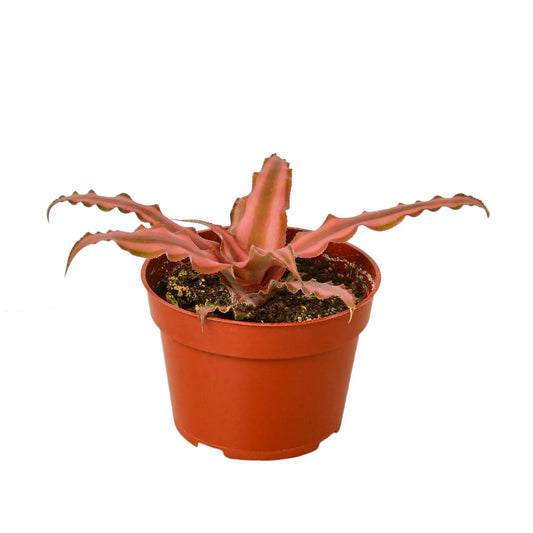 Cryptanthus Pink Star plant in 4-inch pot with pink-red, wavy-edged leaves in a terracotta pot on Tampa Home & Garden Store