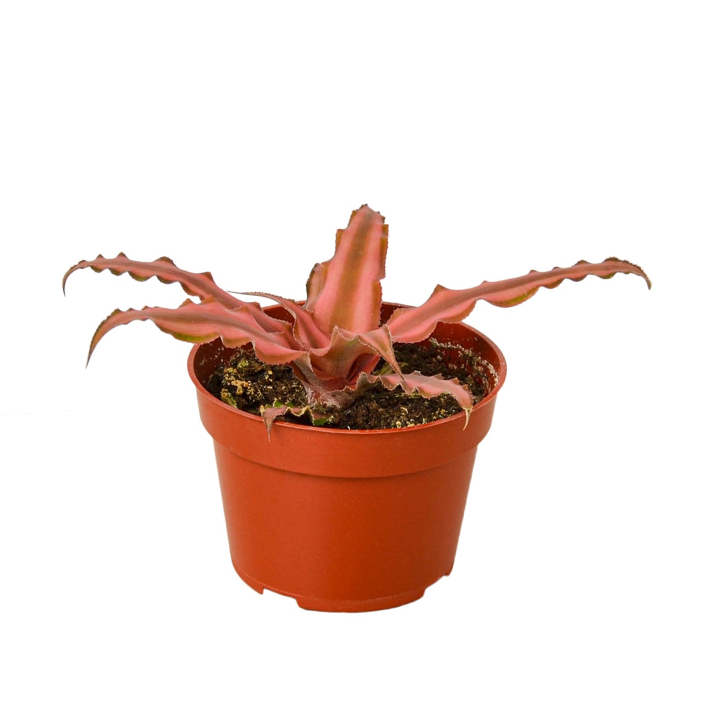 Cryptanthus Pink Star 4in pot plant with pink-red wavy leaves in terracotta pot on Tampa Home & Garden Store