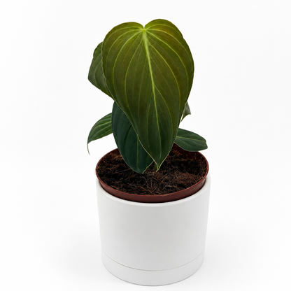 Philodendron Melanochrysum plant in white pot with large glossy leaves RUNOPLANTS on Tampa Home & Garden Store