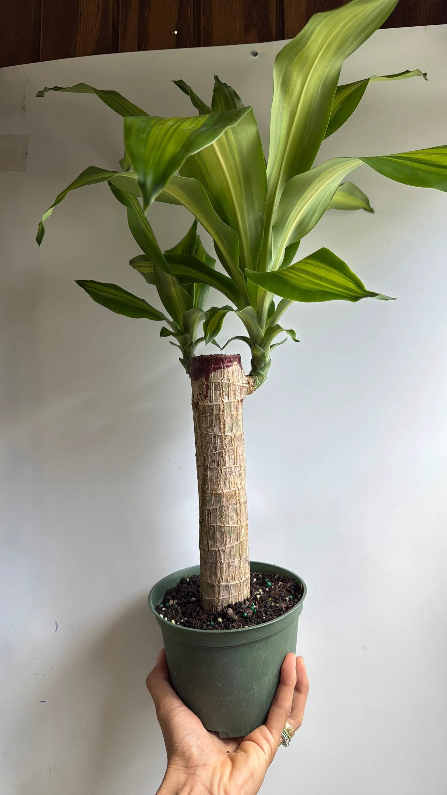 Brazilian Lucky Wood Dracaena Massangeana Plant