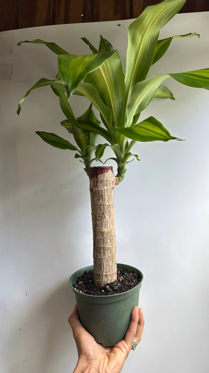 Brazilian Lucky Wood Dracaena Massangeana Plant