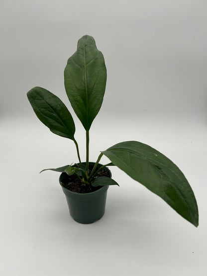 Anthurium Big Bill