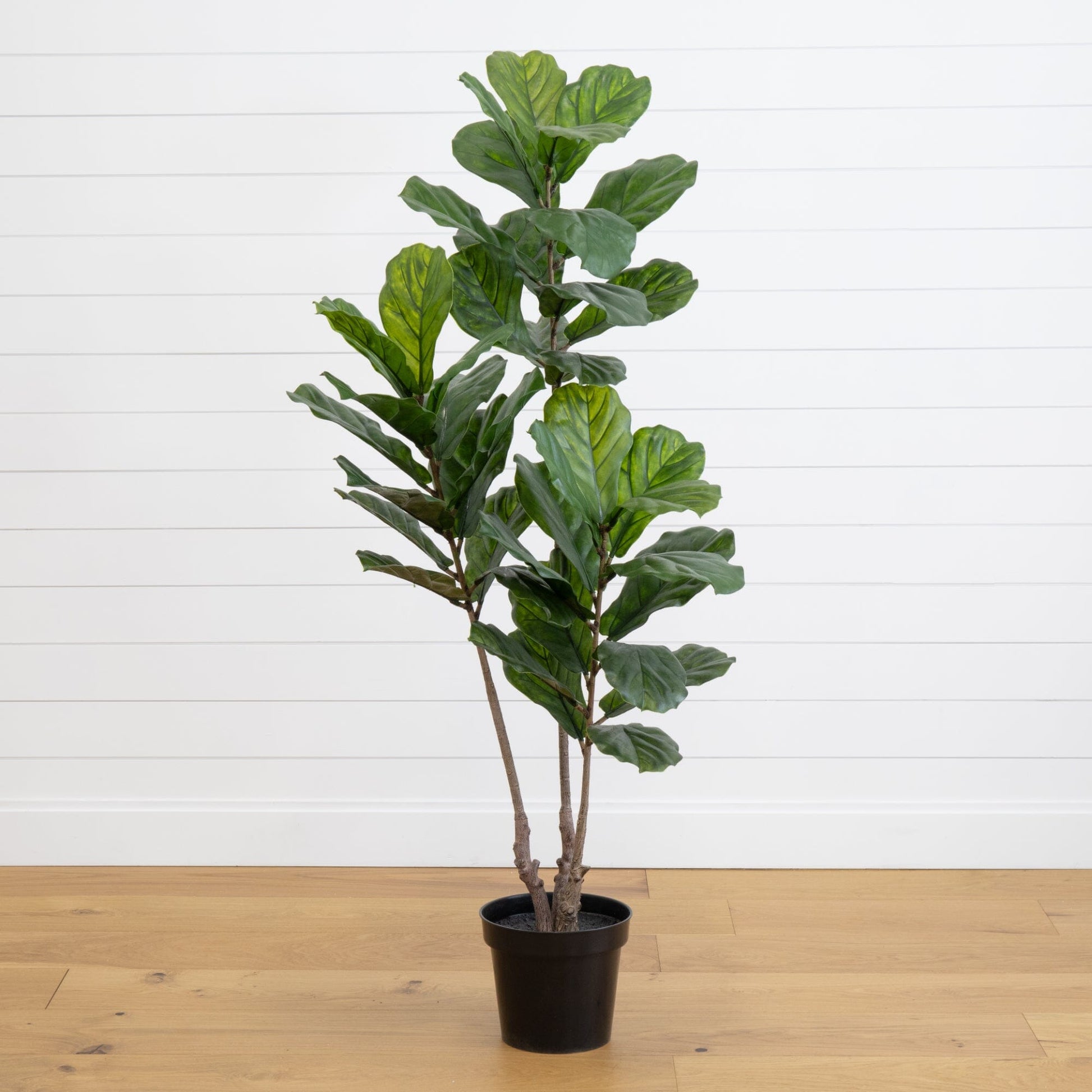 65” Fiddle Leaf Tree UV Resistant (Indoor/Outdoor) - Tampa Home & Garden Store