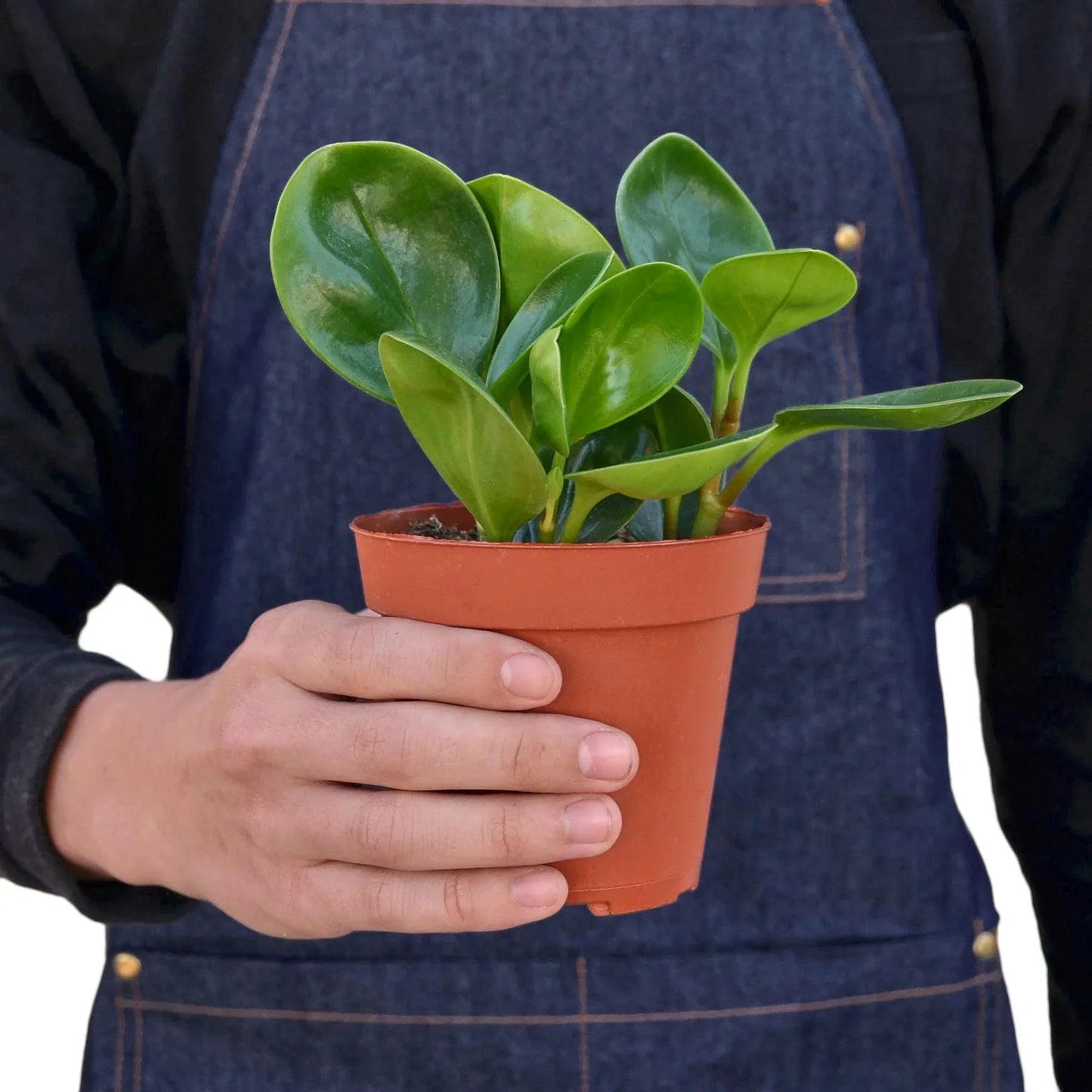 Peperomia Thailand indoor plant with glossy green oval leaves in a small terracotta pot on Tampa Home & Garden Store