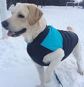 Pet Zen dog outdoor coat vest in blue and black, breathable autumn/winter ski wear for dogs on snow on Tampa Home & Garden Store