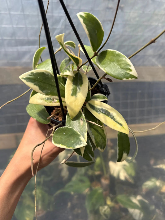 Outer Variegated Hoya Acuta Plant Cream Edges
