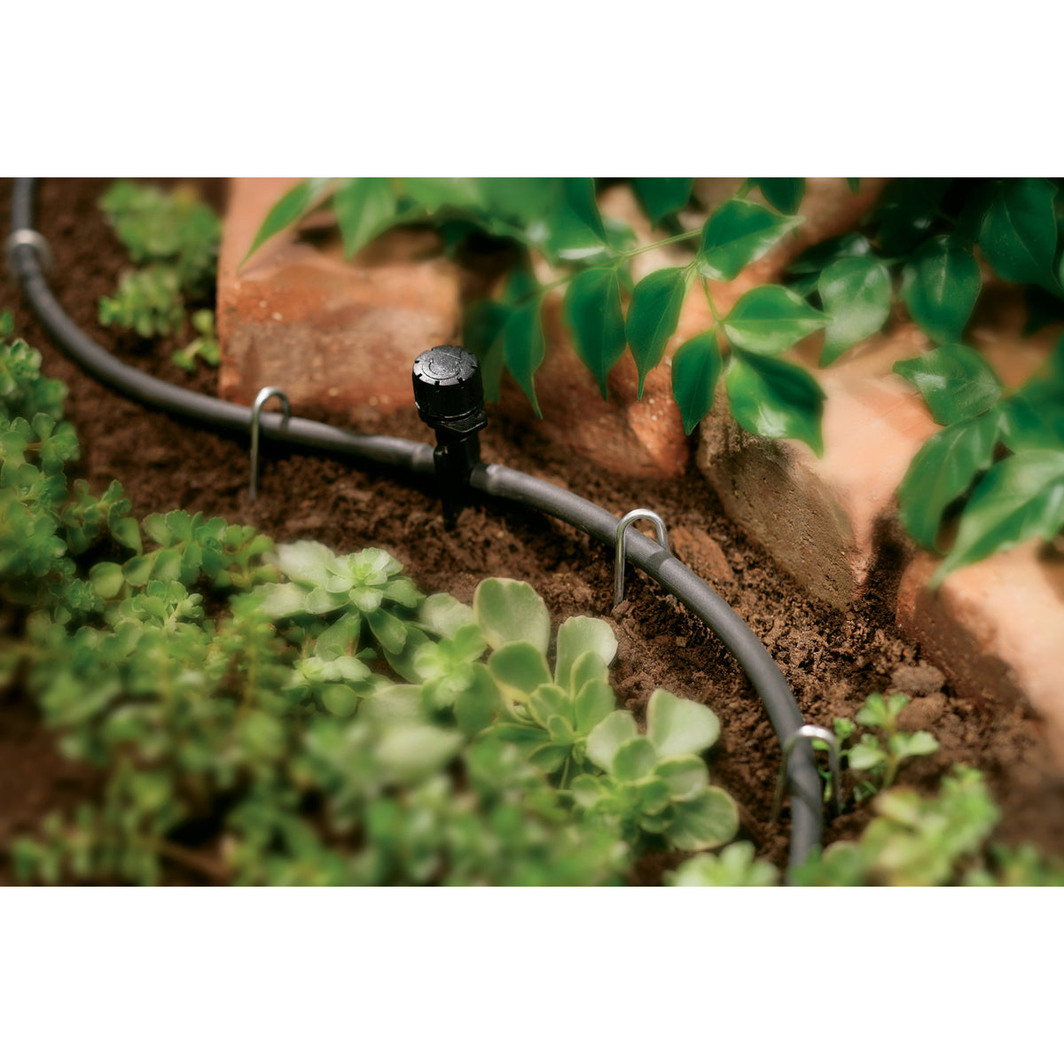 Orbit Irrigation 1/4in drip distribution tubing, 50 ft, black with visible emitter in bed on Tampa Home & Garden Store