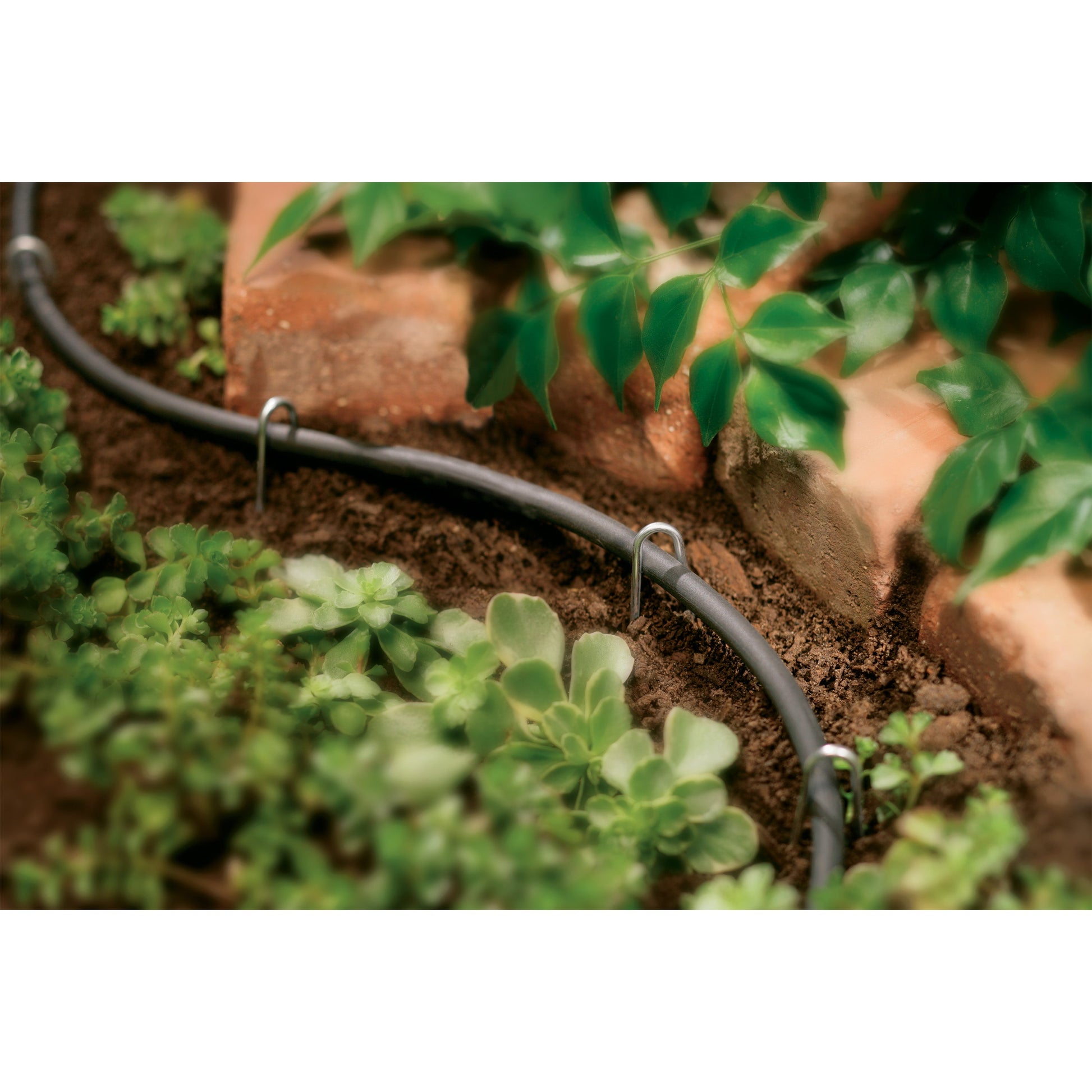 Drip distribution tubing 1/4 in black, 100 ft for garden irrigation beds on Tampa Home & Garden Store