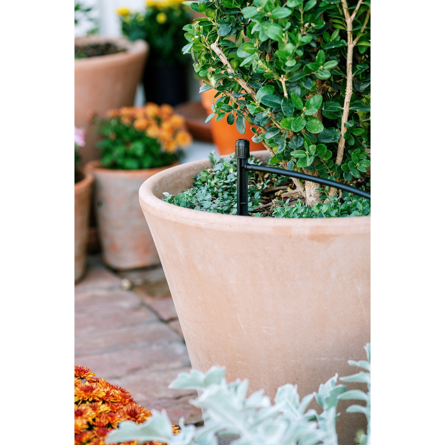 Drip irrigation kit Orbit Patio & Potted Plant Kit 67523 with black emitter in pot on Tampa Home & Garden Store