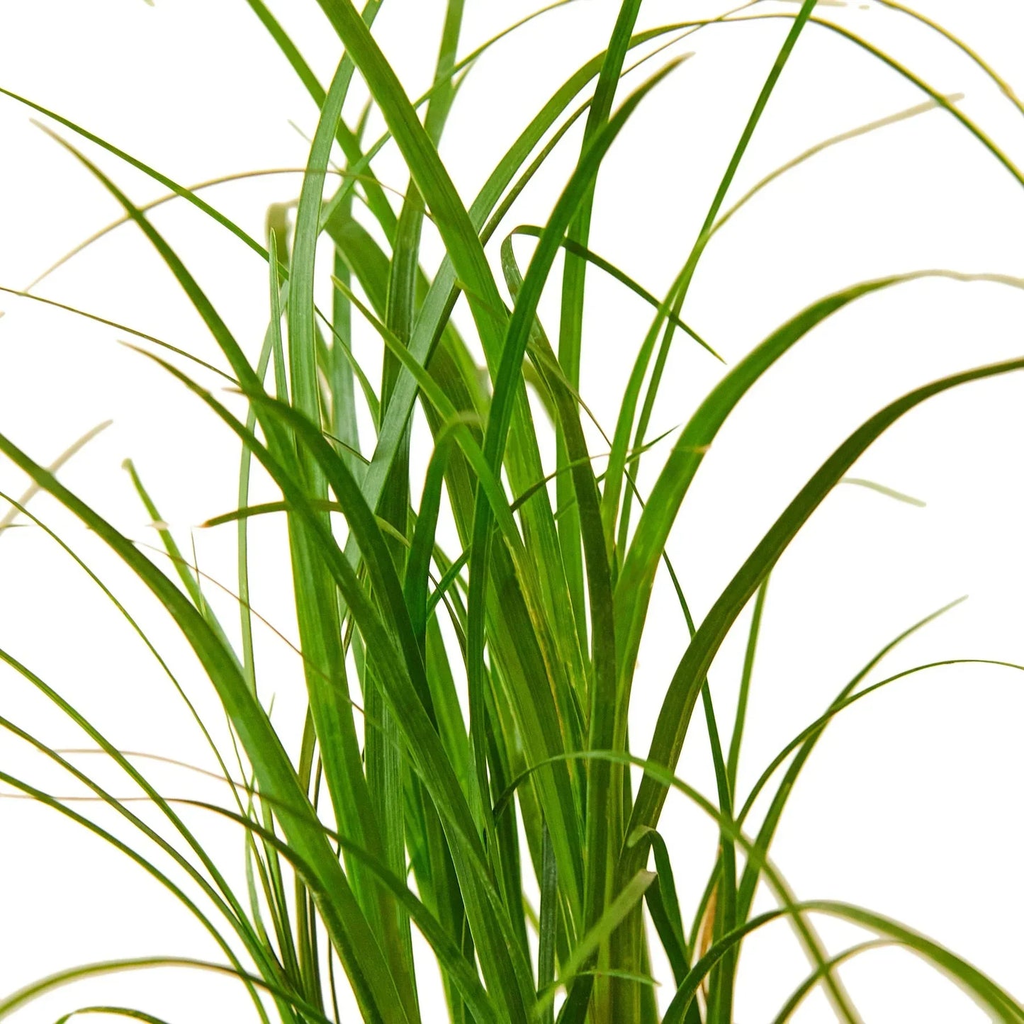 Palm Ponytail indoor plant from Rooted Treasures Farms with slender green leaves on Tampa Home & Garden Store