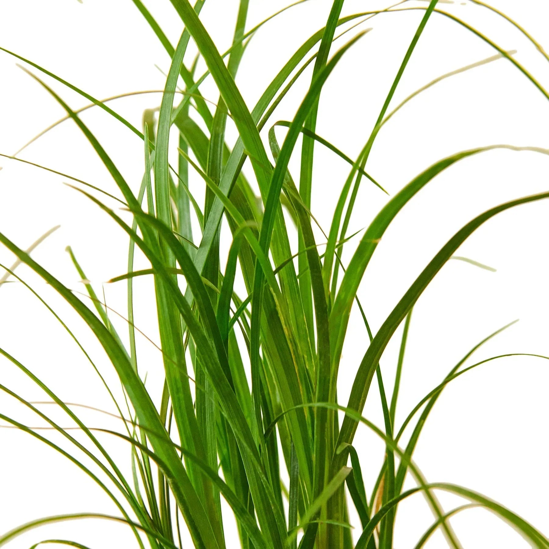 Palm Ponytail indoor plant from Rooted Treasures Farms with slender green leaves on Tampa Home & Garden Store