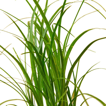 Palm Ponytail indoor plant from Rooted Treasures Farms with slender green leaves on Tampa Home & Garden Store