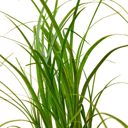 Palm Ponytail indoor plant from Rooted Treasures Farms with slender green leaves on Tampa Home & Garden Store