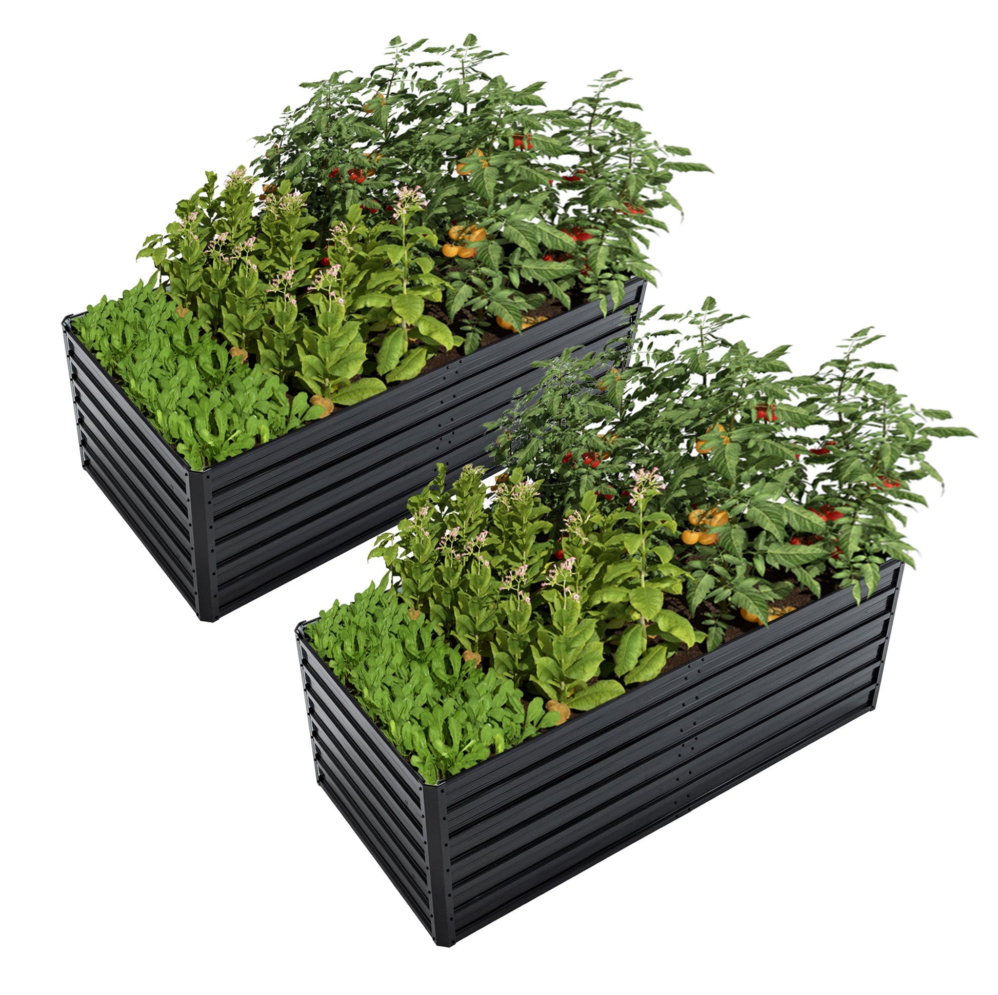 2-Pack 6x3x2 ft galvanized metal raised garden beds with tomato plants on Tampa Home & Garden Store
