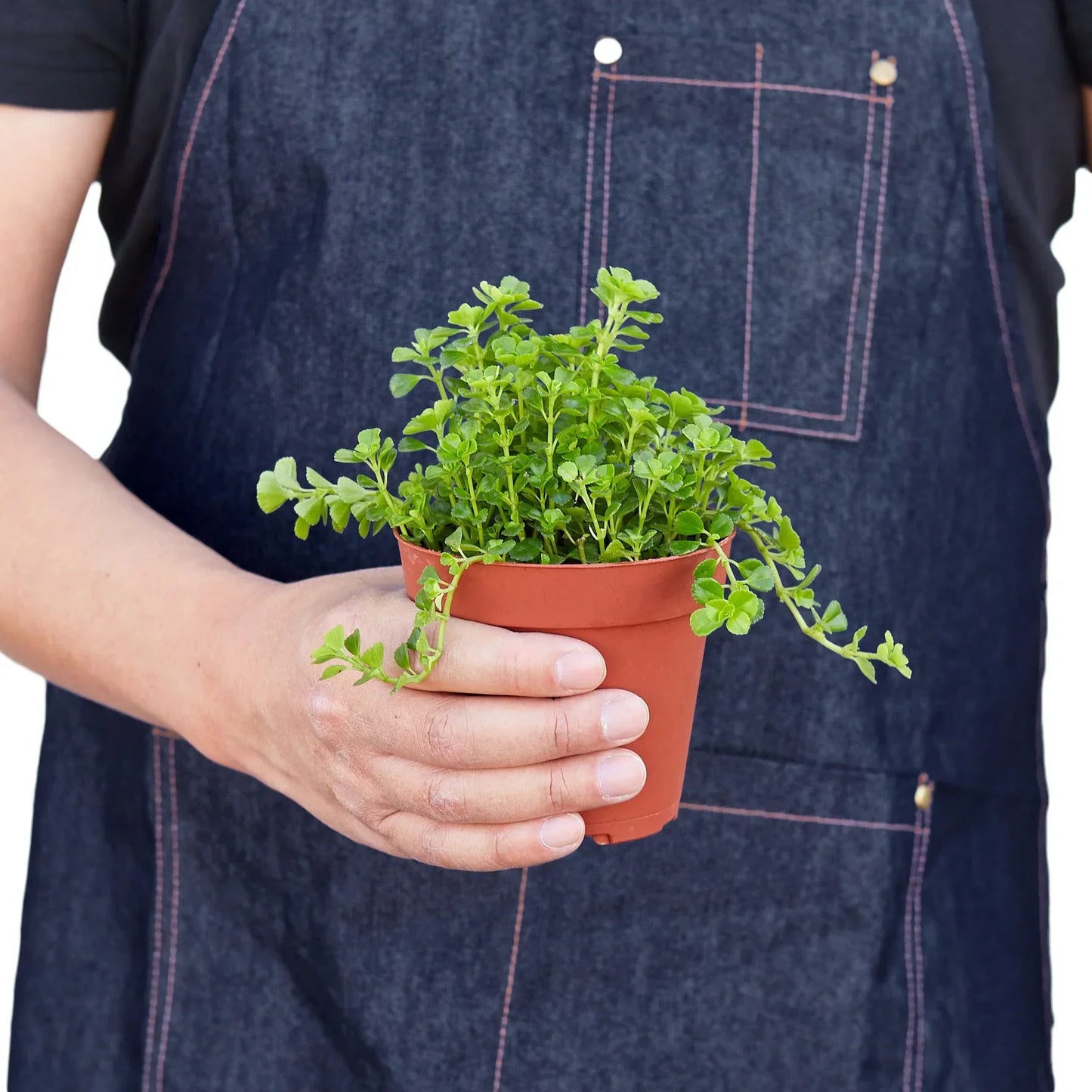 Nettle Baby's Tear plant in terracotta pot with lush green foliage Rooted Treasures Farms on Tampa Home & Garden Store