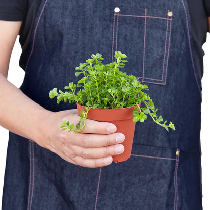 Nettle Baby's Tear plant in terracotta pot with lush green foliage Rooted Treasures Farms on Tampa Home & Garden Store