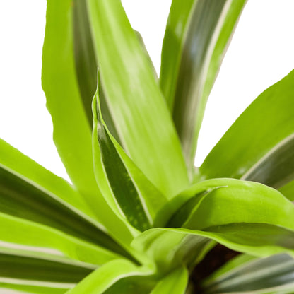 Dracaena Deremensis Lemon Lime indoor plant with bright lime-green leaves close-up on Tampa Home & Garden Store
