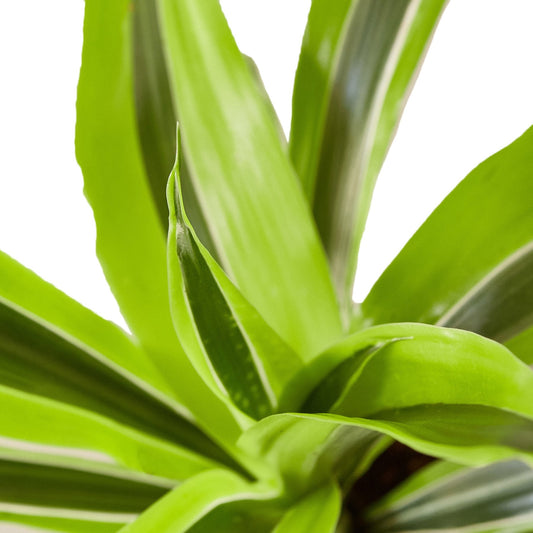 Dracaena Deremensis Lemon Lime indoor plant with bright lime-green leaves close-up on Tampa Home & Garden Store