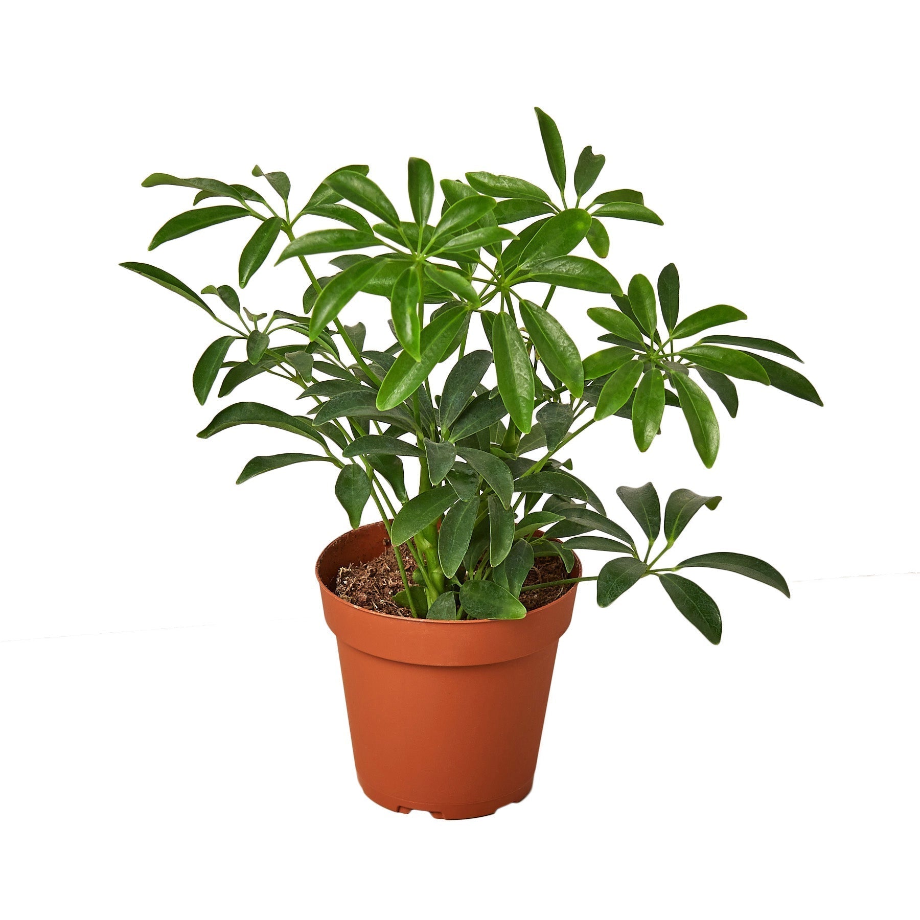 Schefflera arboricola Umbrella indoor shrub in 4in terracotta nursery pot with green leaves on Tampa Home & Garden Store