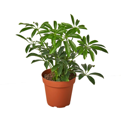 Schefflera Arboricola Umbrella indoor plant in terracotta pot with glossy green leaves on Tampa Home & Garden Store