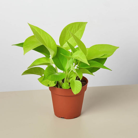 Pothos Neon indoor plant in terracotta pot, lime-green leaves Rooted Treasures Farms on Tampa Home & Garden Store
