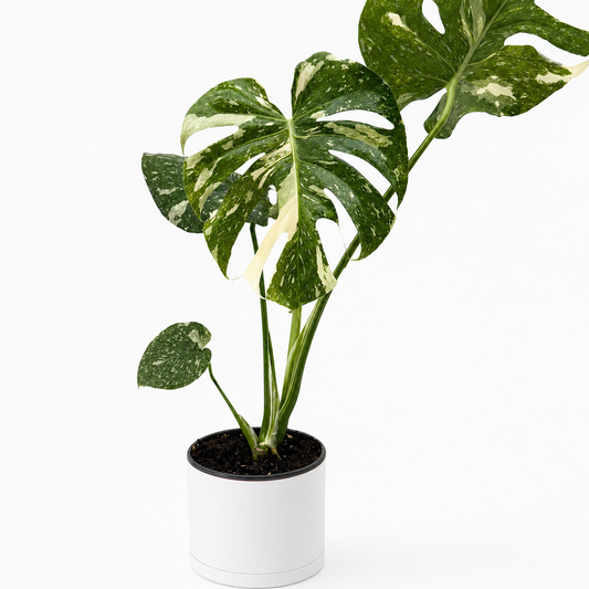 Monstera Plant 'Thai Constellation'
