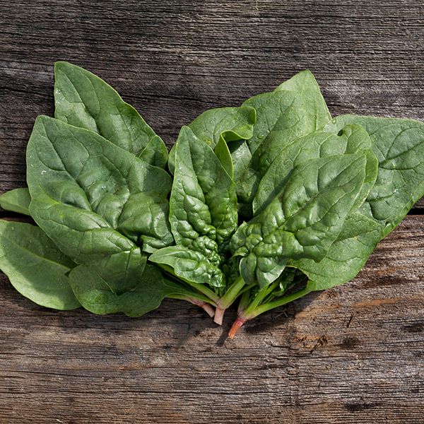 Regiment F1 spinach leaves from Seedtime Store; bright green, fresh greens on wood on Tampa Home & Garden Store