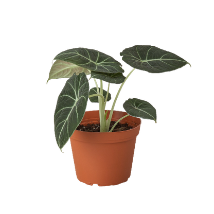 Alocasia Reginula Black Velvet plant by Rooted Treasures Farms in pot with dark leaves on Tampa Home & Garden Store
