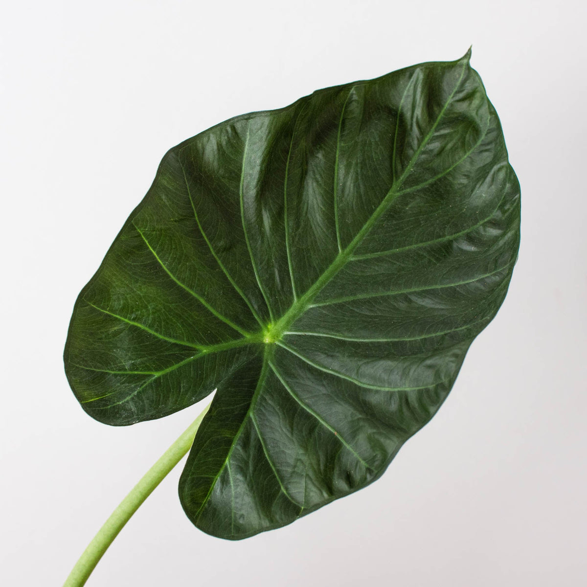Alocasia Regal Shield leaf, House Plant Shop, dark green with veins, close-up stem on Tampa Home & Garden Store