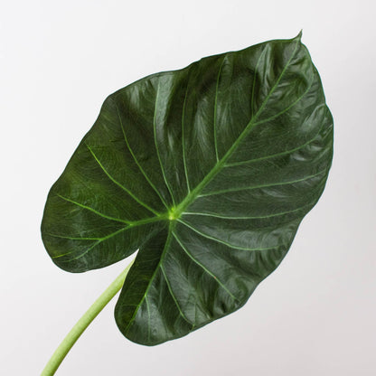 Alocasia Regal Shield leaf, House Plant Shop, dark green with veins, close-up stem on Tampa Home & Garden Store