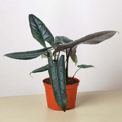 Alocasia Scalprum indoor plant with dark glossy green leaves in orange pot on Tampa Home & Garden Store