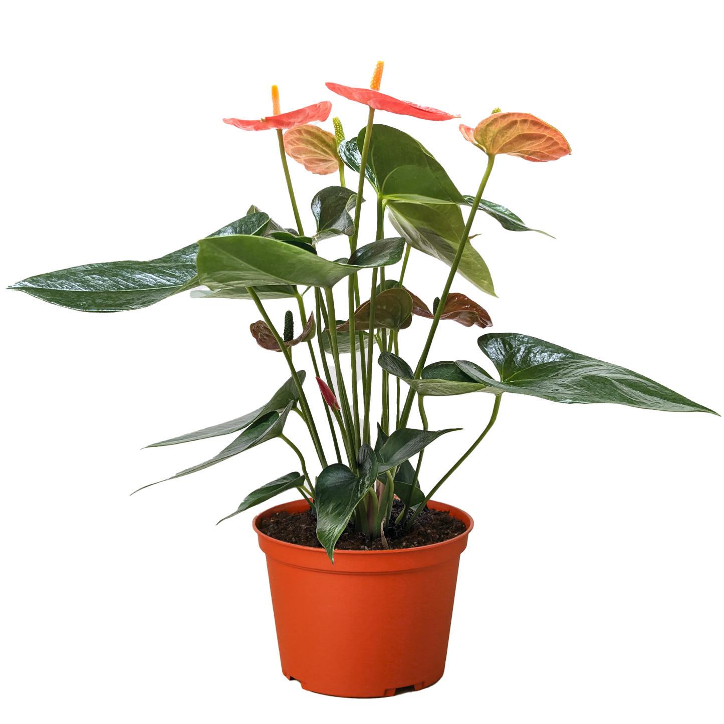- image on Tampa Home & Garden Store