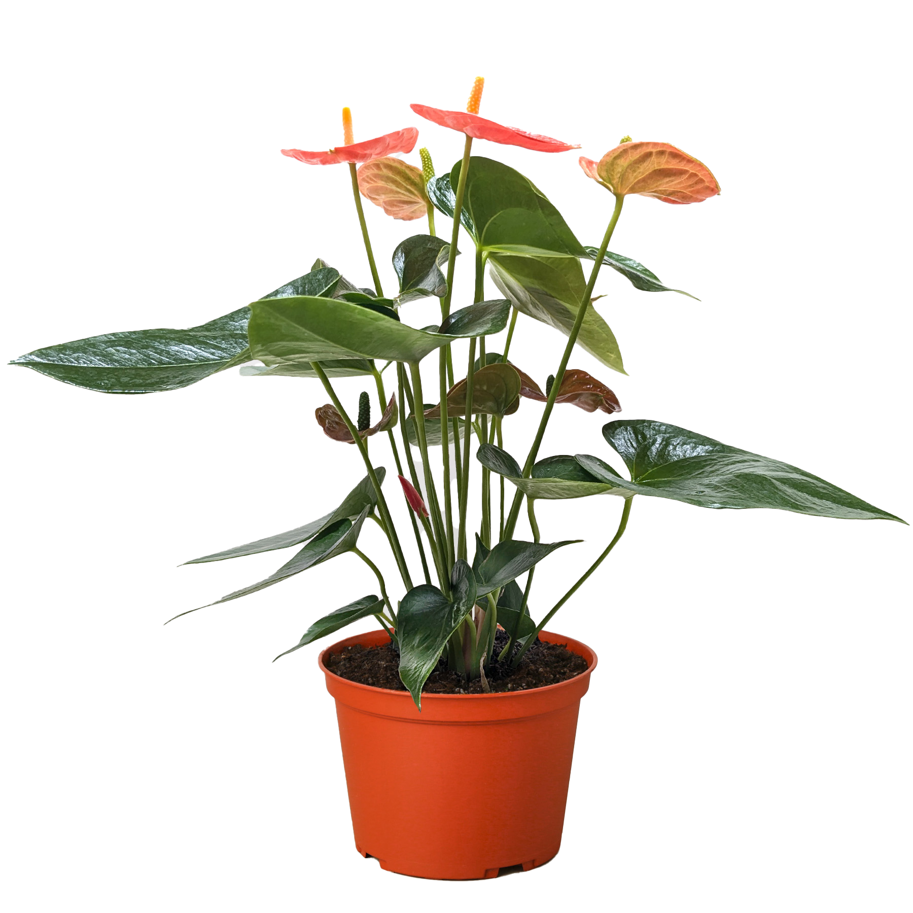 - image on Tampa Home & Garden Store