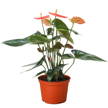 - image on Tampa Home & Garden Store