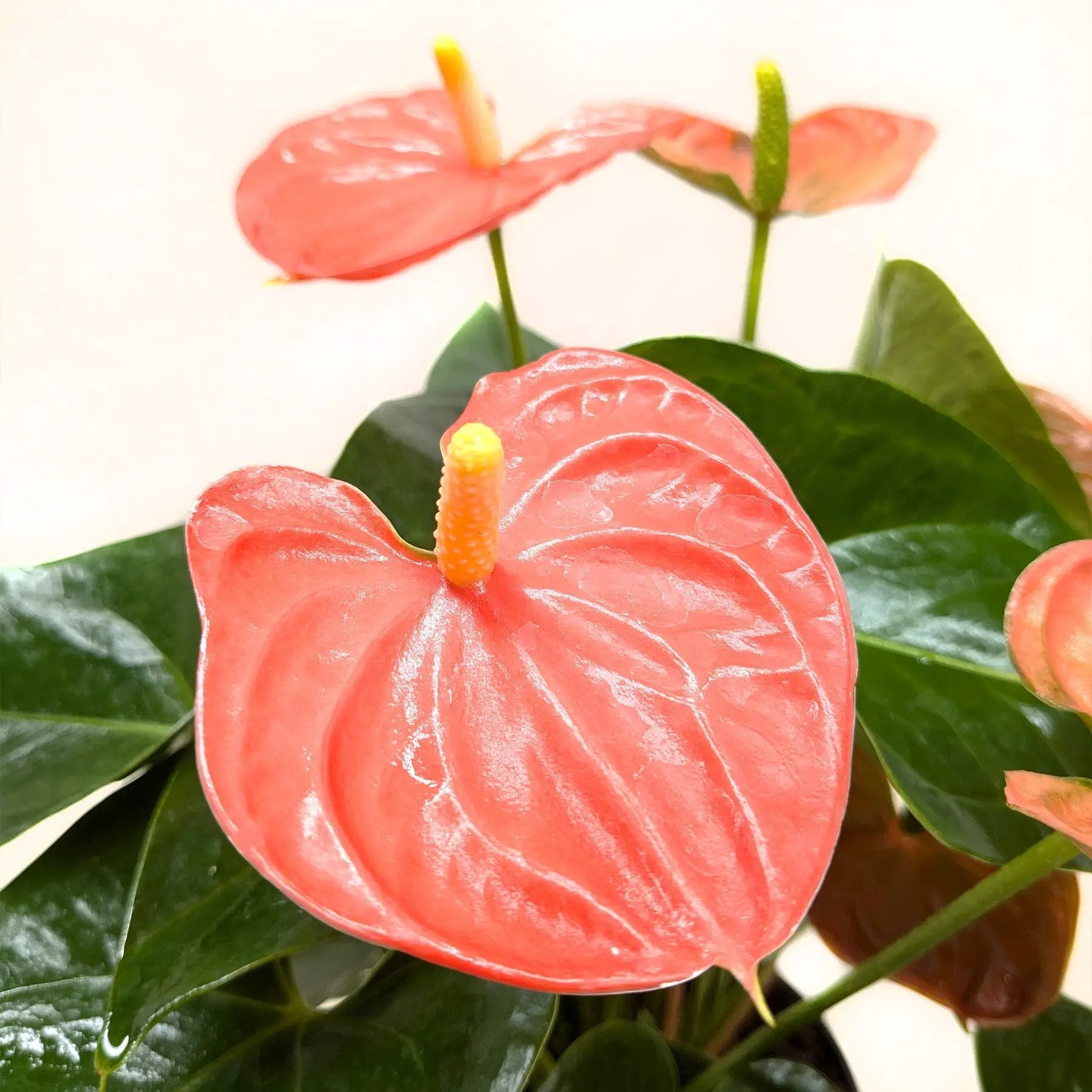 - image on Tampa Home & Garden Store