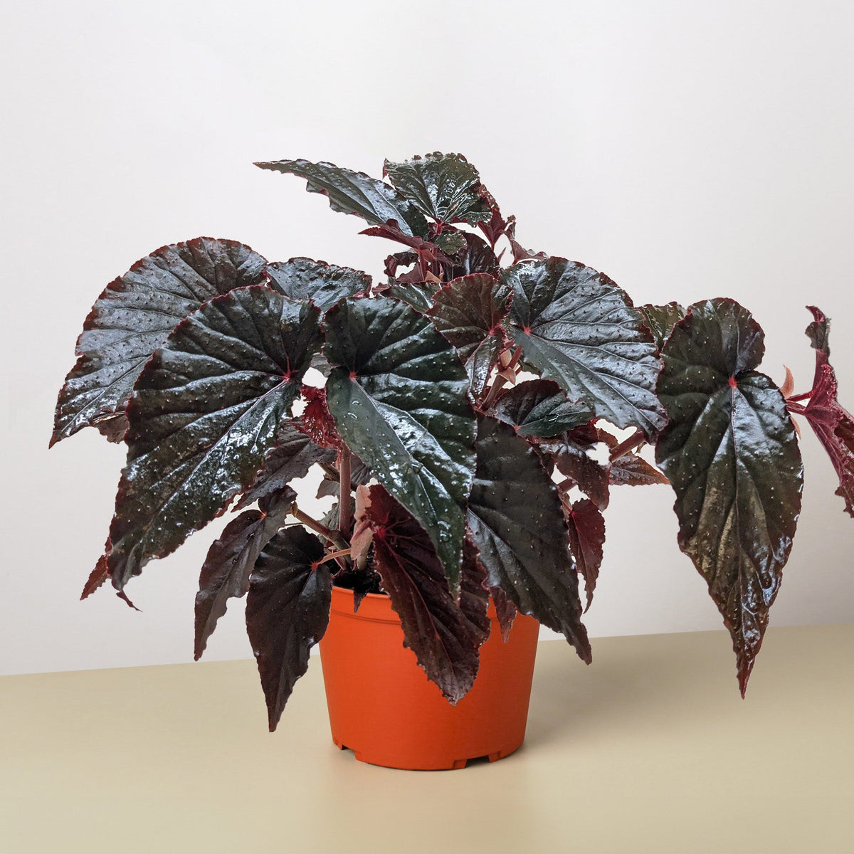 Begonia Black Magic indoor plant with glossy burgundy leaves in orange pot House Plant Shop on Tampa Home & Garden Store