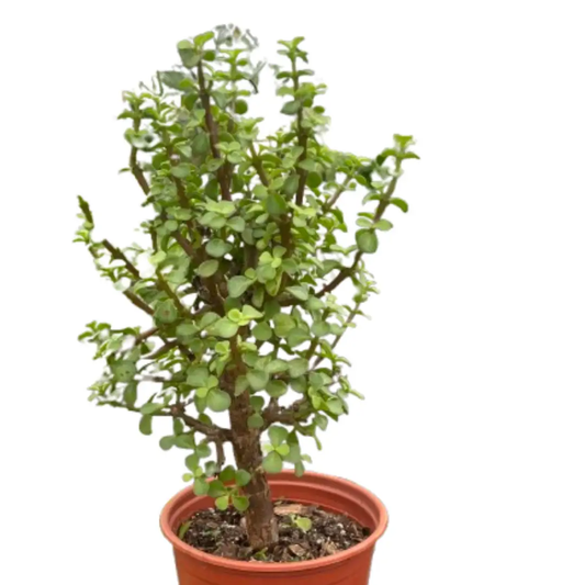 Bonsai Jade Dwarf Green indoor plant in a terracotta pot by House Plant Shop on Tampa Home & Garden Store